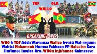 ODUU Hatattama: WBO fi TDF Walloo Irratti Walitti Makamanii PP Haleelaa Finfinnee| OMN AGM Ethiopia