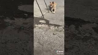 Dog lovers come look at this በፈጣሪ እባካችሁ SUBSCRIBE አርጉኝ???? #Shorts
